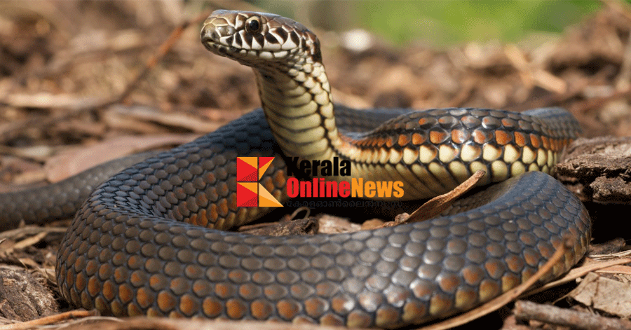 തണുപ്പുതേടി പാമ്പുകളെത്താം: ജാഗ്രത പാലിക്കണം, കടിയേറ്റാൽ ഉടൻ 108 ആംബുലൻസ് വിളിക്കുക