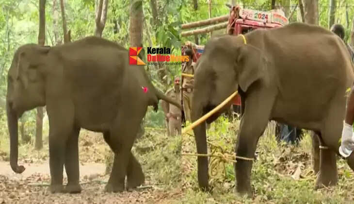 kannur elephant